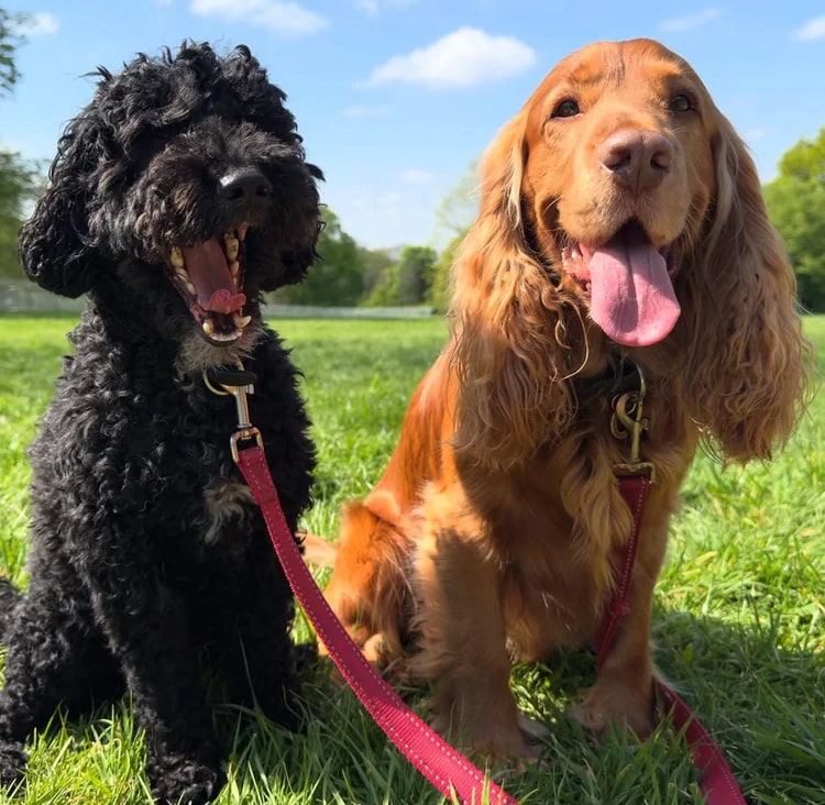 Dog daycare Dublin