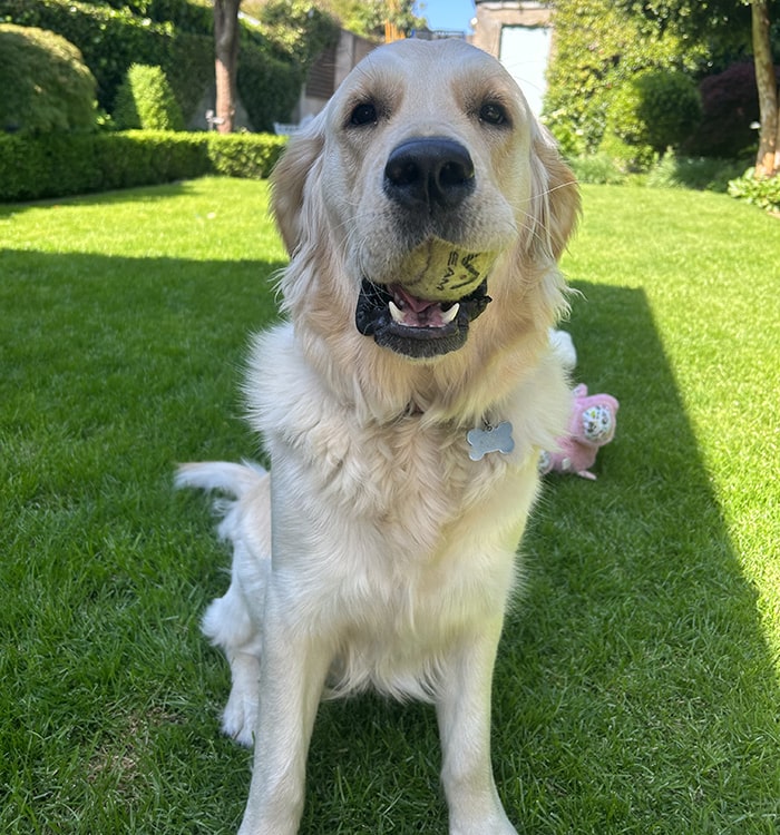 Dog daycare Dublin